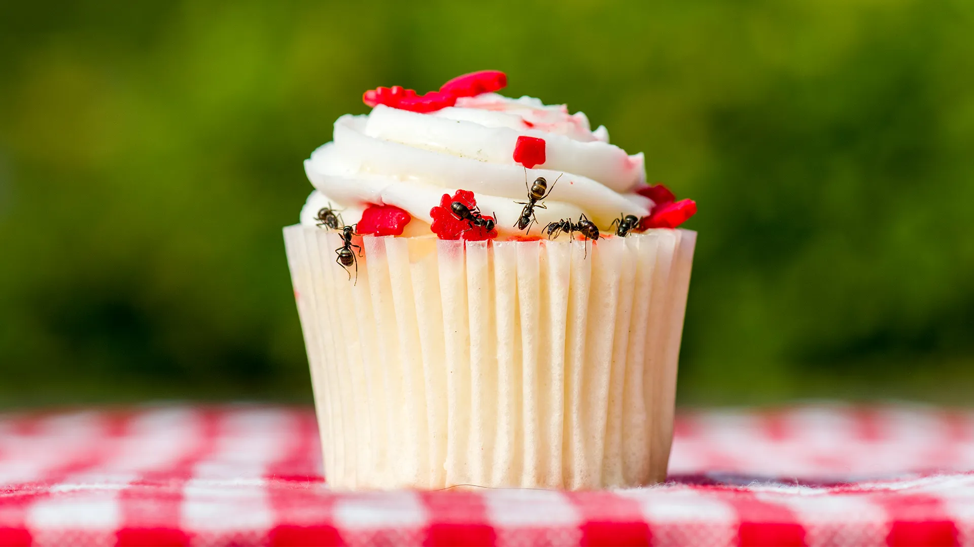How-To-Keep-Ants-Away-At-A-Picnic how-to-keep-ants-away-at-a-picnic
