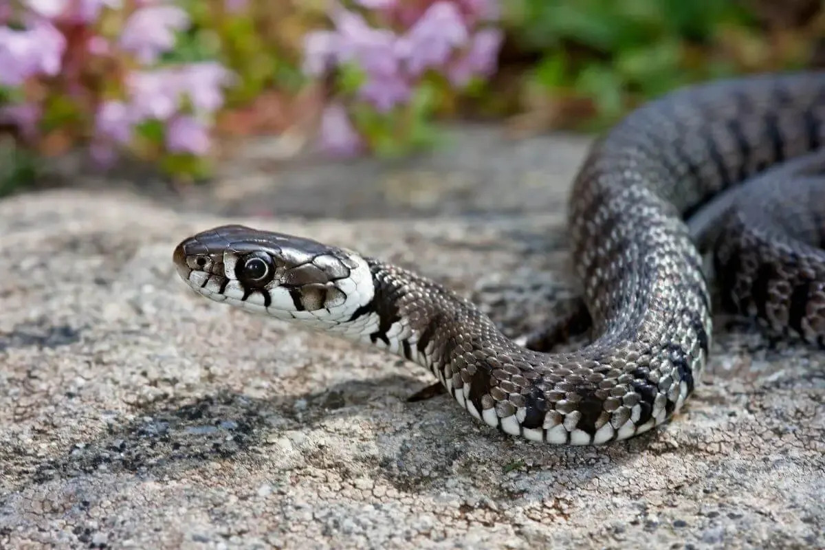 How-To-Keep-Snakes-Out-Of-Campsite how-to-keep-snakes-out-of-campsite