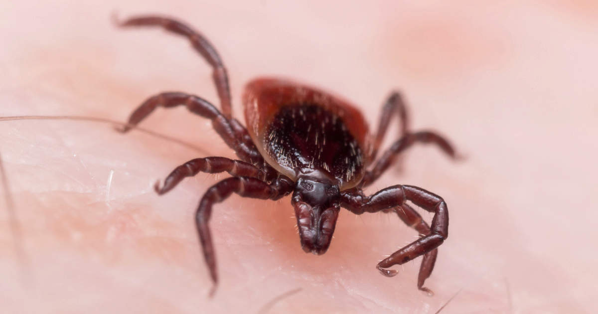 How-To-Keep-Ticks-Away-From-Your-Campsite how-to-keep-ticks-away-from-your-campsite