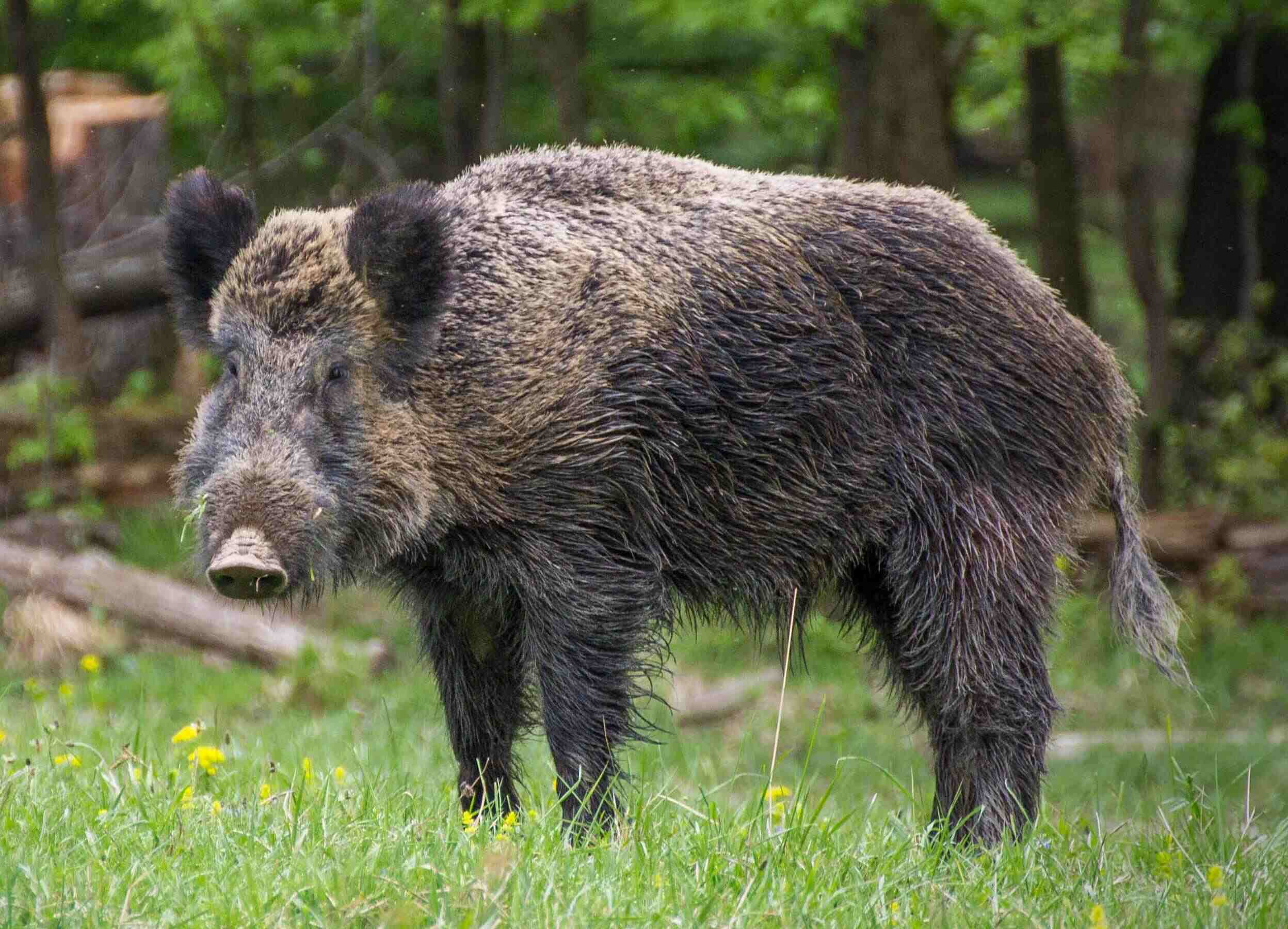 How To Naturally Deter Wild Hogs From Campsite