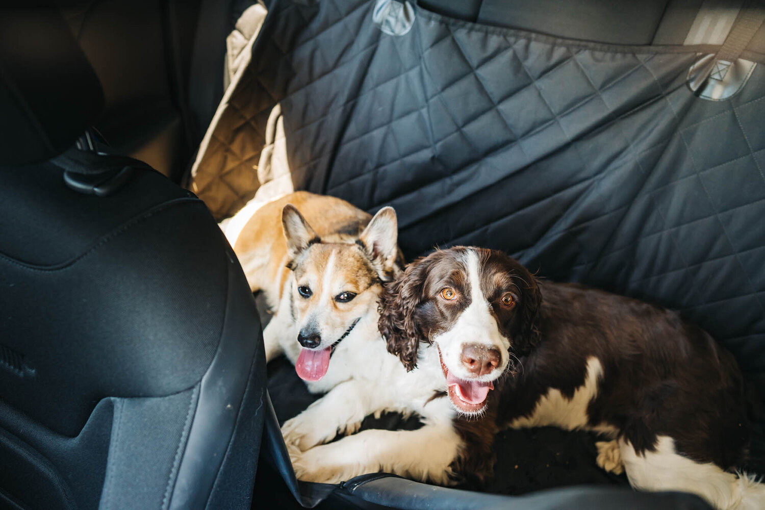 How-To-Take-A-Dog-On-A-Road-Trip how-to-take-a-dog-on-a-road-trip