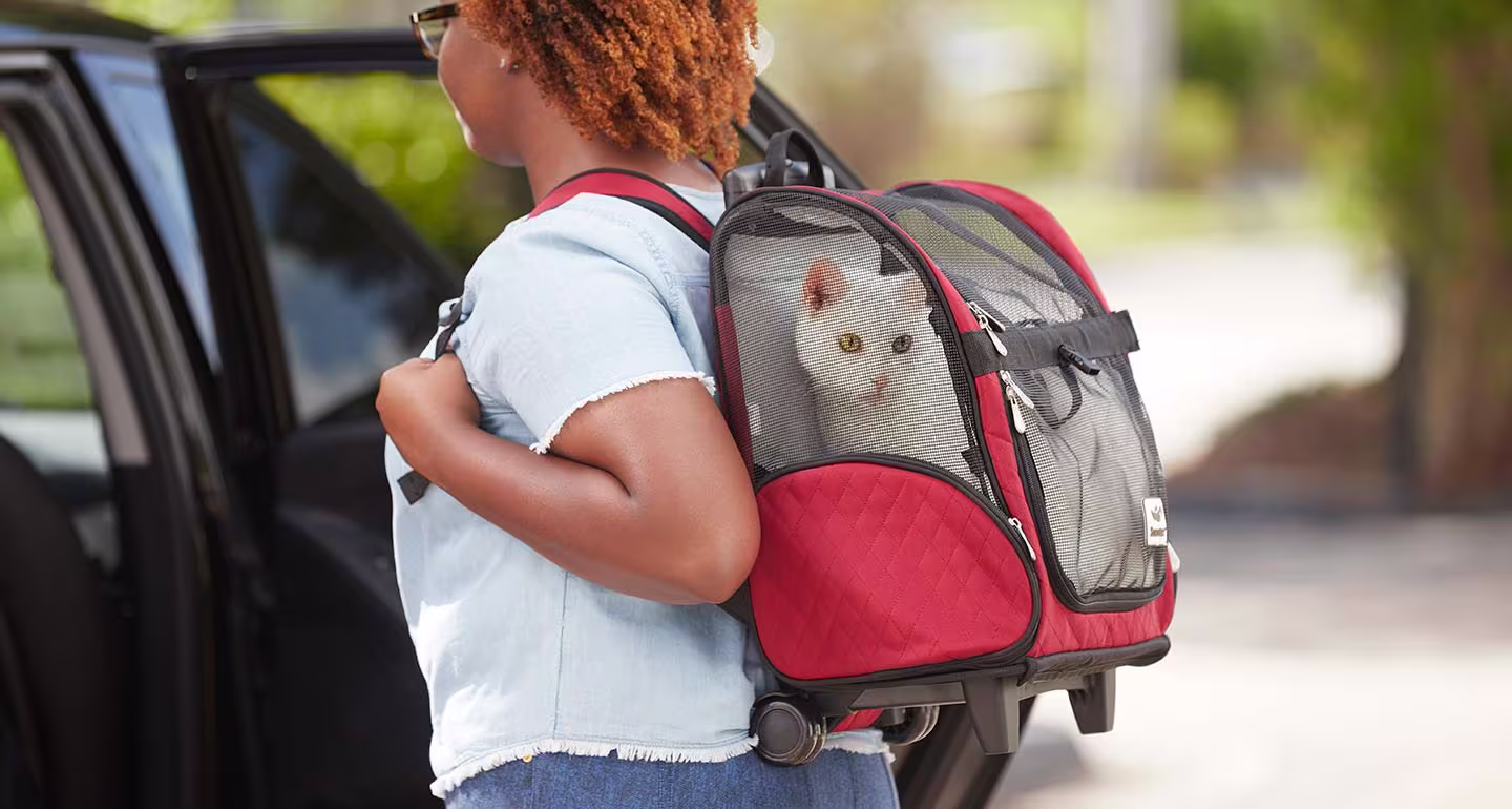 How-To-Take-A-Road-Trip-With-A-Cat how-to-take-a-road-trip-with-a-cat