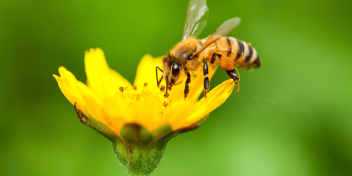 Keeping-Bees-Away-While-Camping-Tips-For-A-Sting-Free-Trip keeping-bees-away-while-camping-tips-for-a-sting-free-trip
