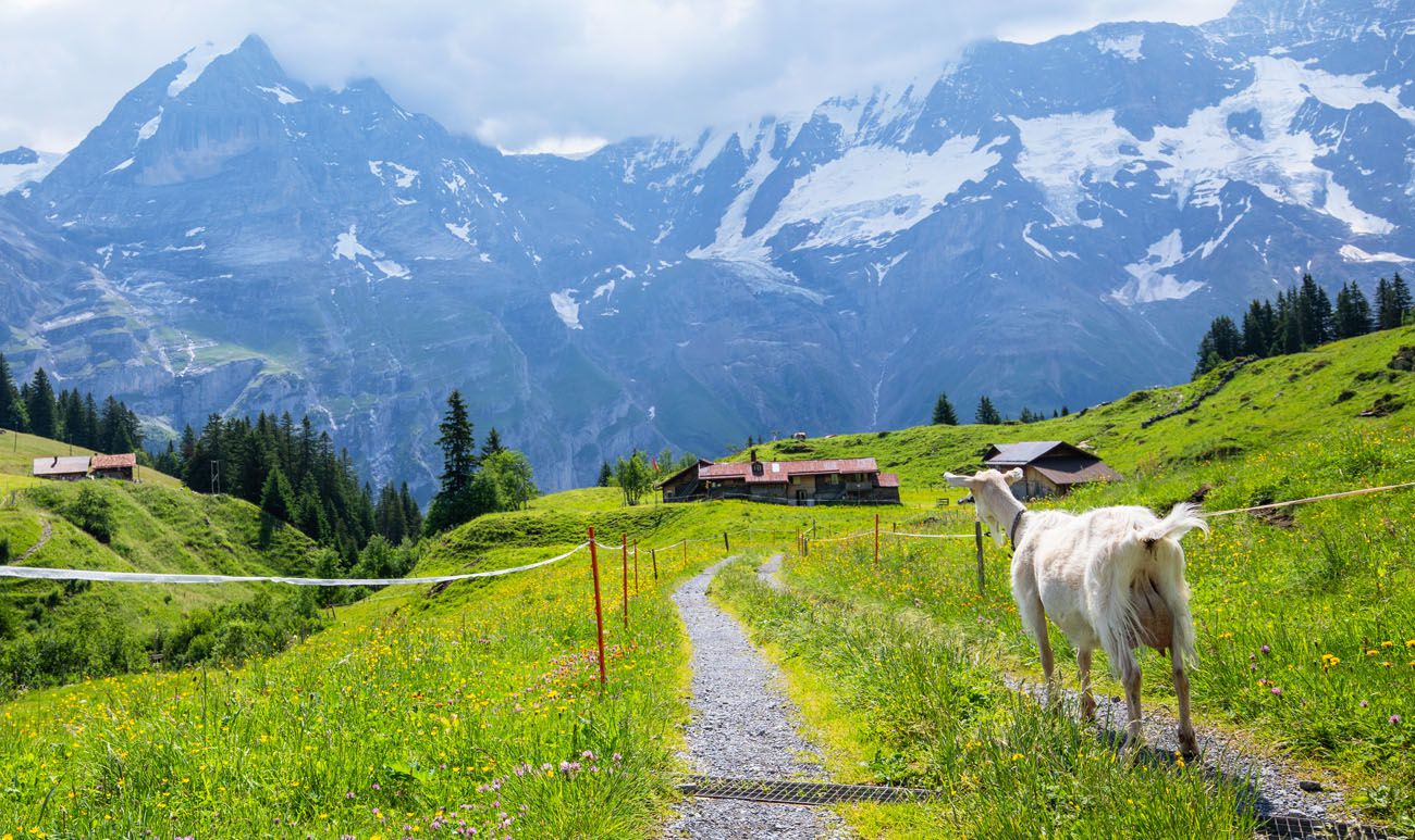 Murren-Hiking-Guide-7-Awesome-Hikes-Near-Murren murren-hiking-guide-7-awesome-hikes-near-murren