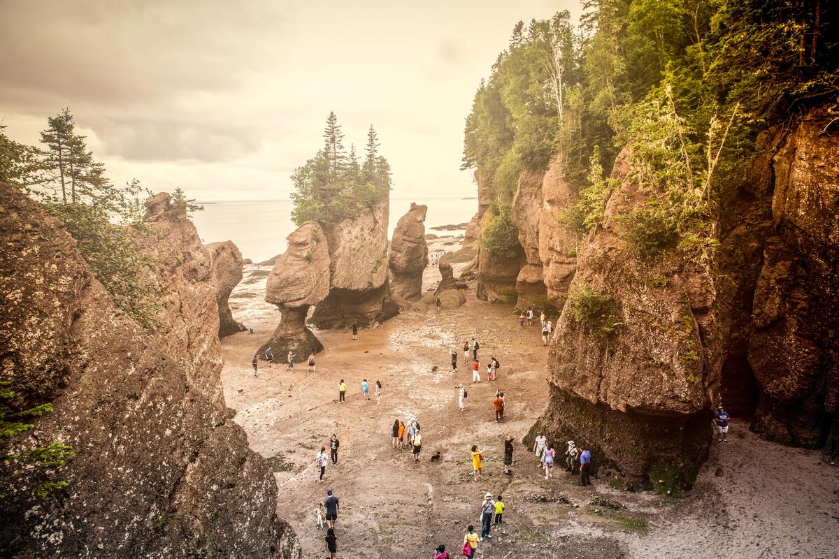 The-Bay-Of-Fundy-Is-The-Stopover-Of-What-Shore-Birds the-bay-of-fundy-is-the-stopover-of-what-shore-birds
