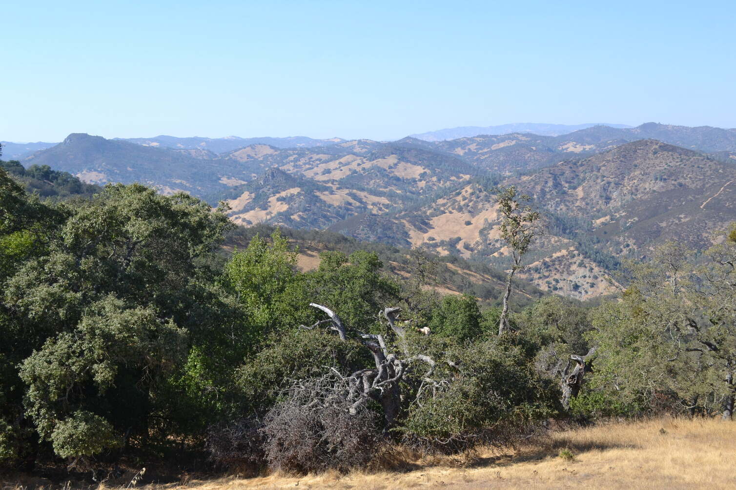 What-Is-The-Best-Campsite-At-Henry-Coe what-is-the-best-campsite-at-henry-coe