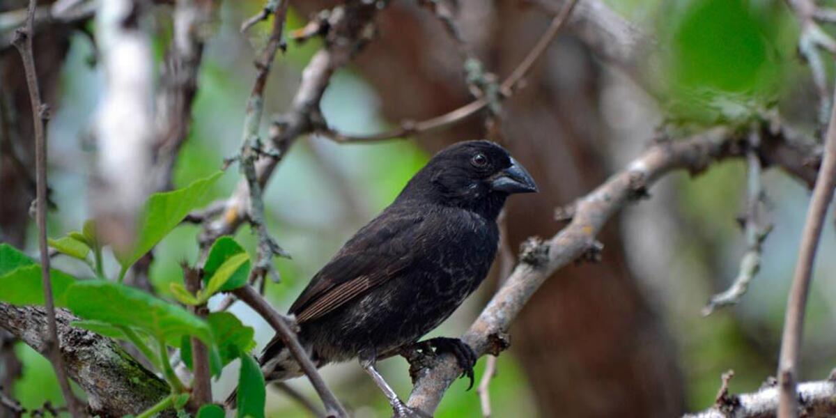 What-Three-Kinds-Of-Variations-Among-Organisms-Did-Darwin-Observe-During-His-Voyage what-three-kinds-of-variations-among-organisms-did-darwin-observe-during-his-voyage