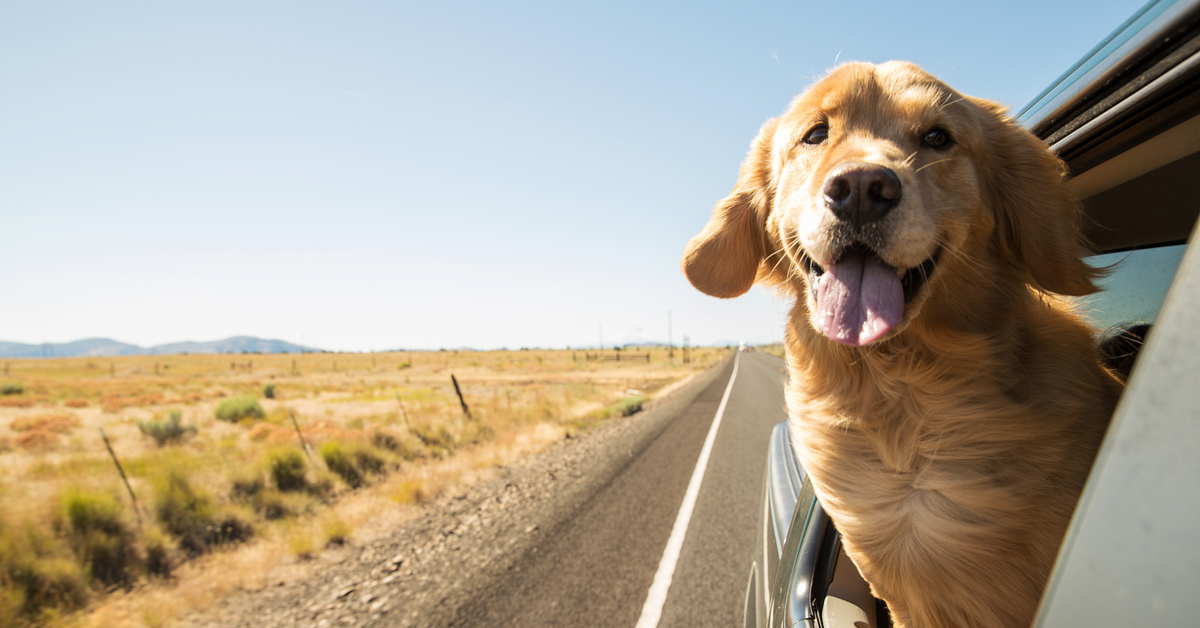 What-To-Give-A-Dog-For-A-Long-Road-Trip what-to-give-a-dog-for-a-long-road-trip