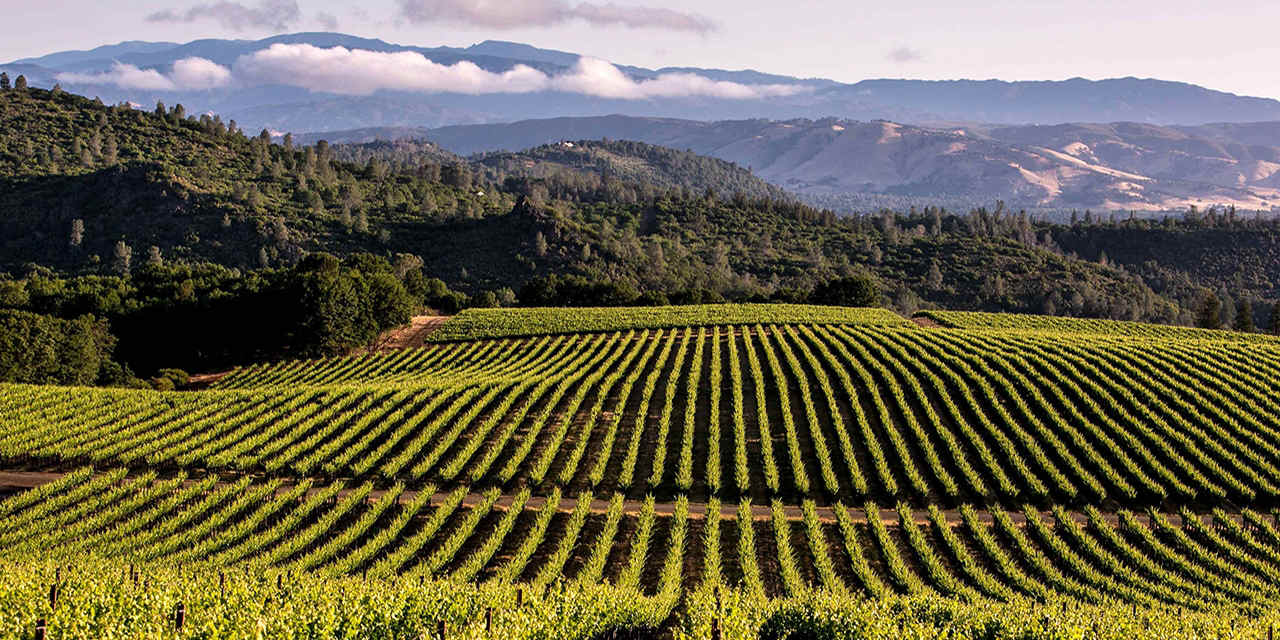 11-top-wine-tasting-destinations-in-costa-mesa-california