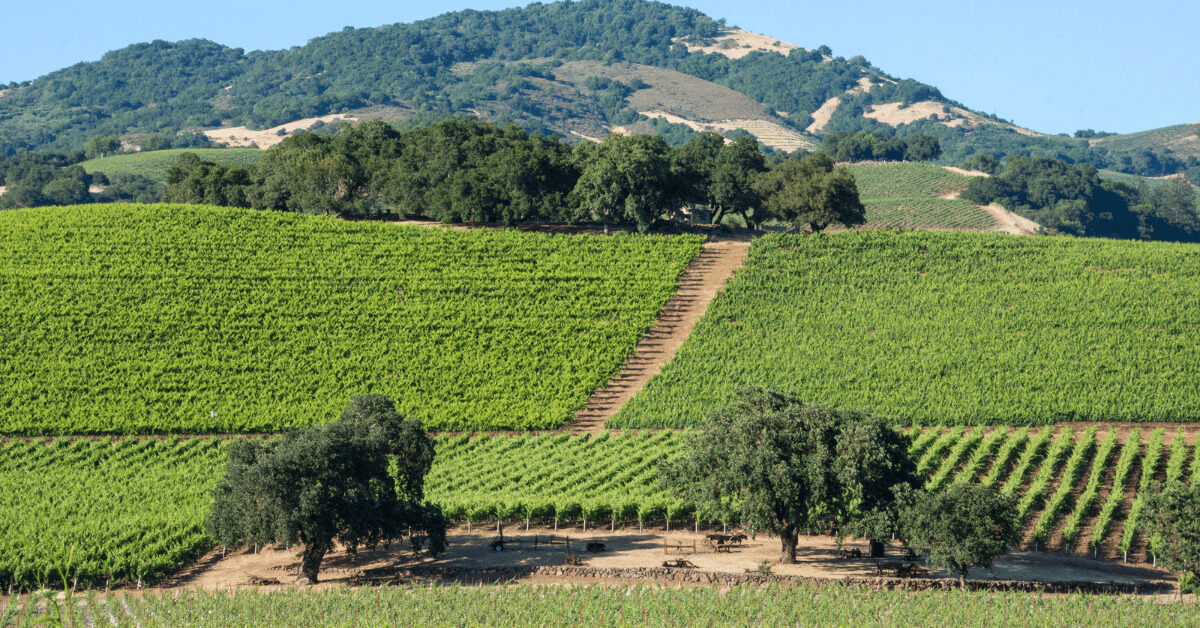 11-Top-Wine-Tasting-Destinations-In-Edinburg-Texas 11-top-wine-tasting-destinations-in-edinburg-texas