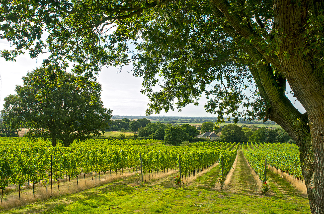 11-top-wine-tasting-destinations-in-kent-washington