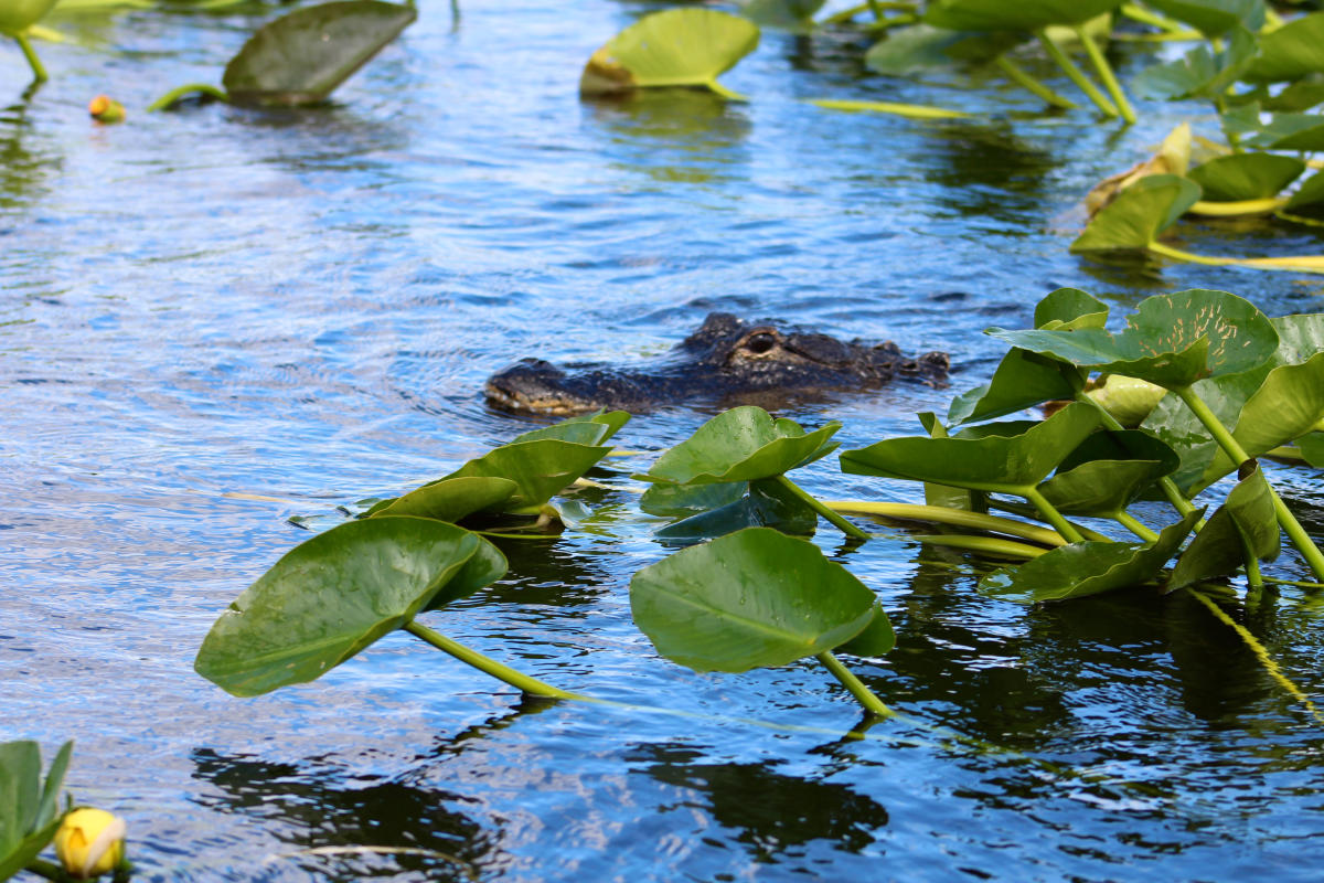 7-Unforgettable-Experiences-In-North-Lauderdale-Florida 7-unforgettable-experiences-in-north-lauderdale-florida