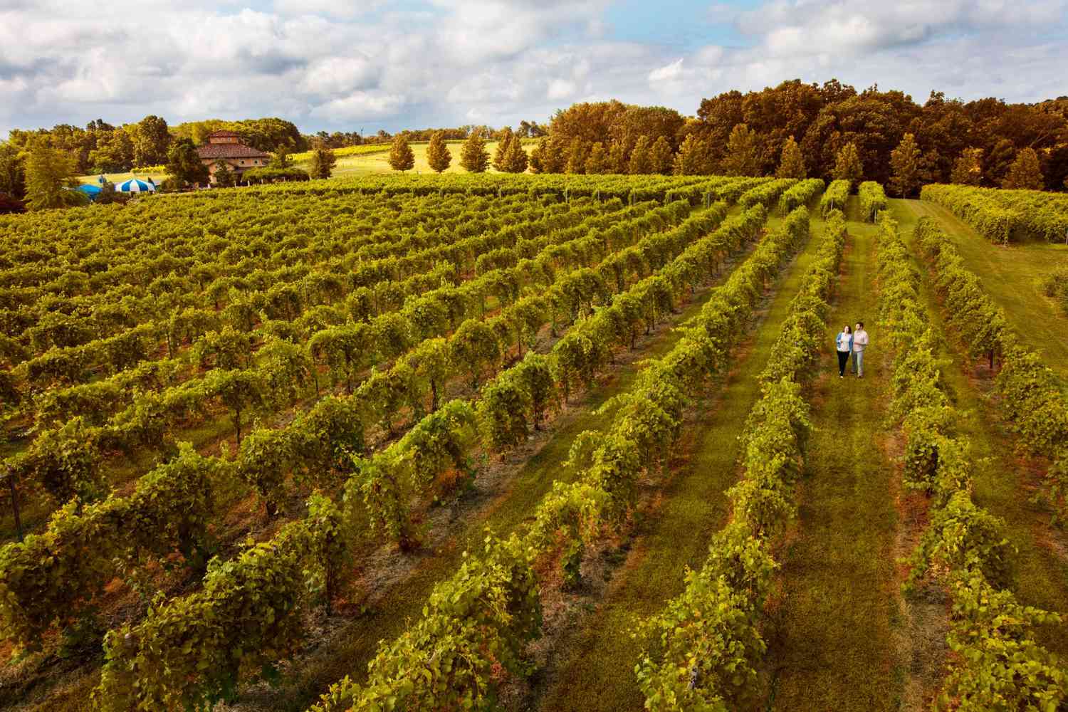 8-Top-Wine-Tasting-Destinations-In-Belleville-Illinois 8-top-wine-tasting-destinations-in-belleville-illinois