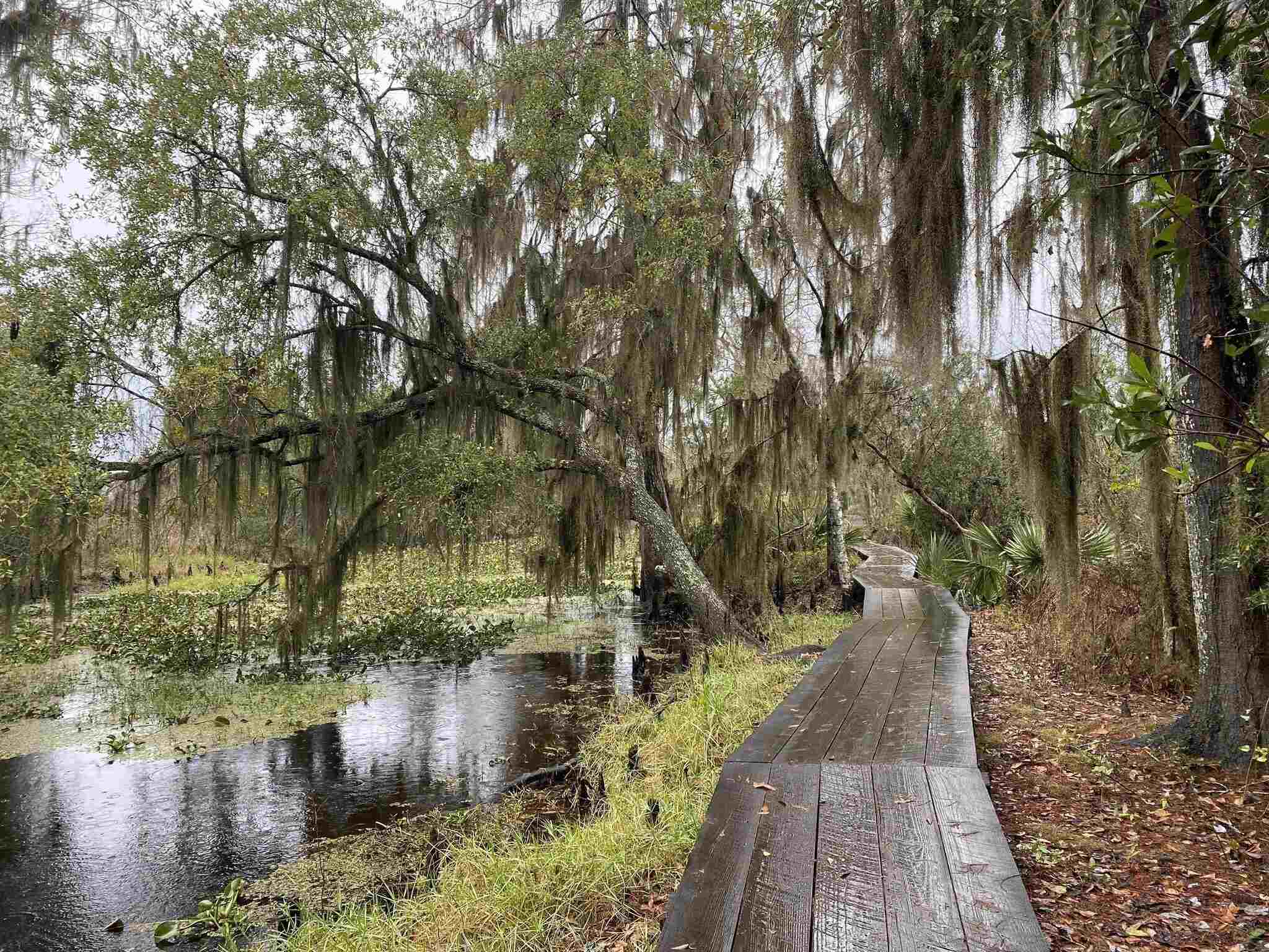 11-Scenic-Hikes-To-Take-In-New-Orleans-Louisiana 11-scenic-hikes-to-take-in-new-orleans-louisiana