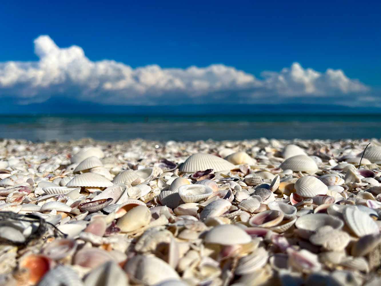 11-thrilling-adventures-to-try-in-cape-coral-florida