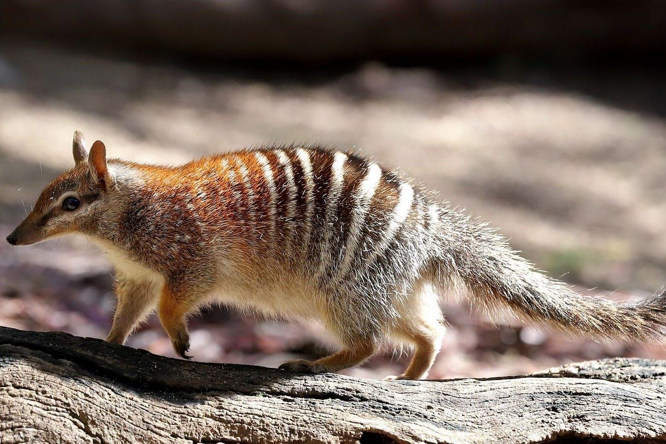 10-Adorable-Australian-Animals-You-Need-To-See 10-adorable-australian-animals-you-need-to-see