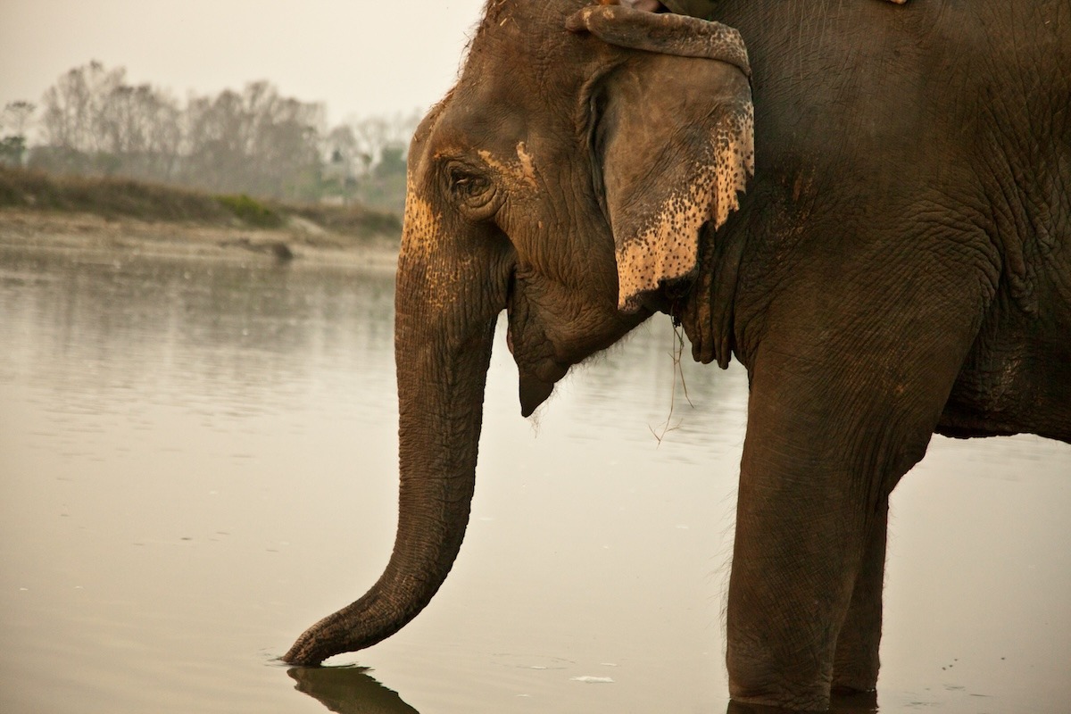 10-Hidden-Gems-In-Thailand-To-Spot-Majestic-Elephants 10-hidden-gems-in-thailand-to-spot-majestic-elephants