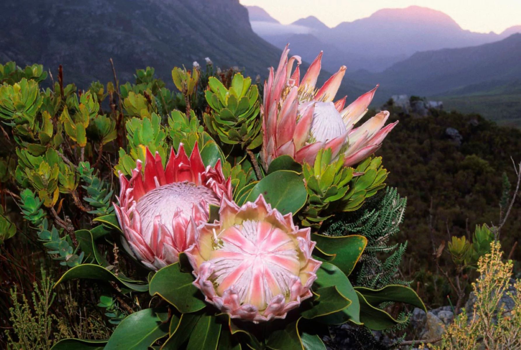 10-surprising-secrets-about-south-africas-national-flower-the-protea