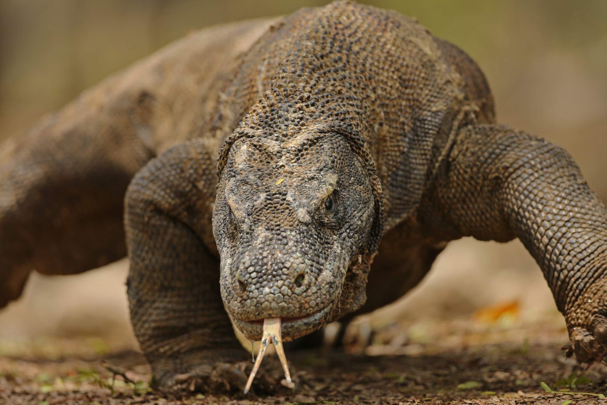 11-astonishing-facts-about-indonesias-mighty-komodo-dragon