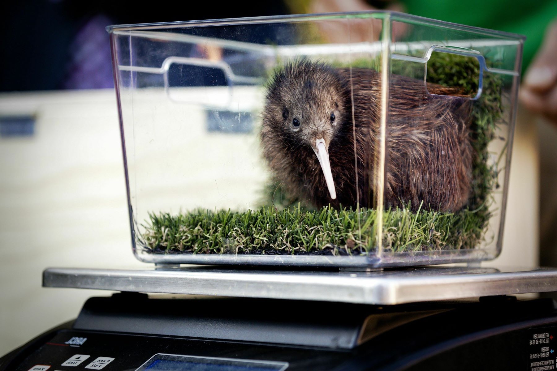 11-Fascinating-Native-Animals-You8217ll-Only-Encounter-In-New-Zealand 11-fascinating-native-animals-youll-only-encounter-in-new-zealand