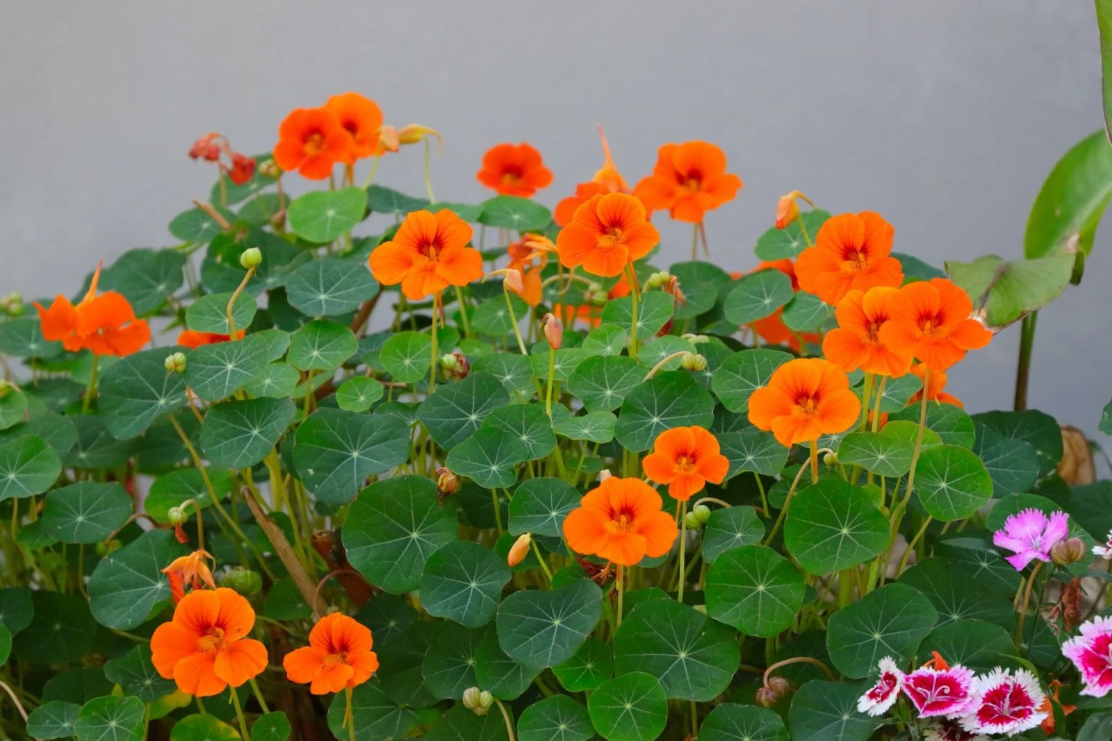 15-stunning-native-malaysian-flowers-and-plants-you-need-to-see