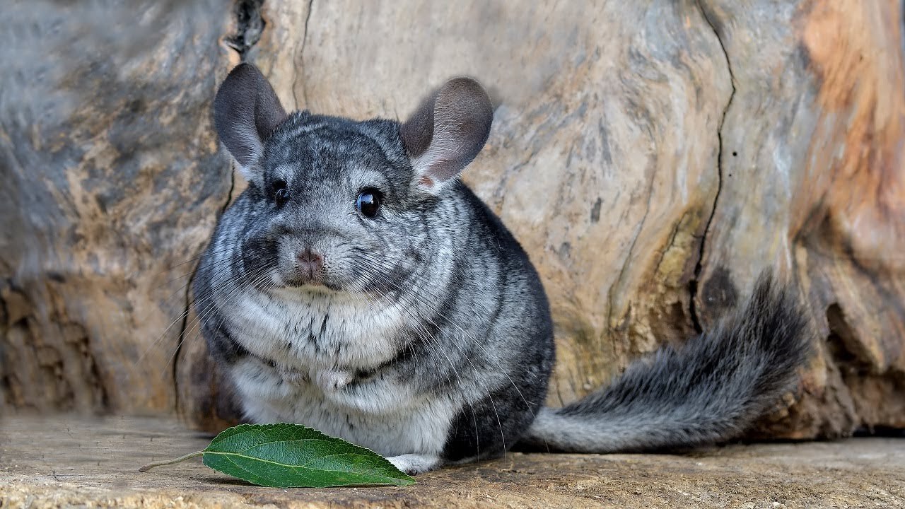 7-Fascinating-Native-Animals-You-Didn8217t-Know-Lived-In-Uruguay 7-fascinating-native-animals-you-didnt-know-lived-in-uruguay