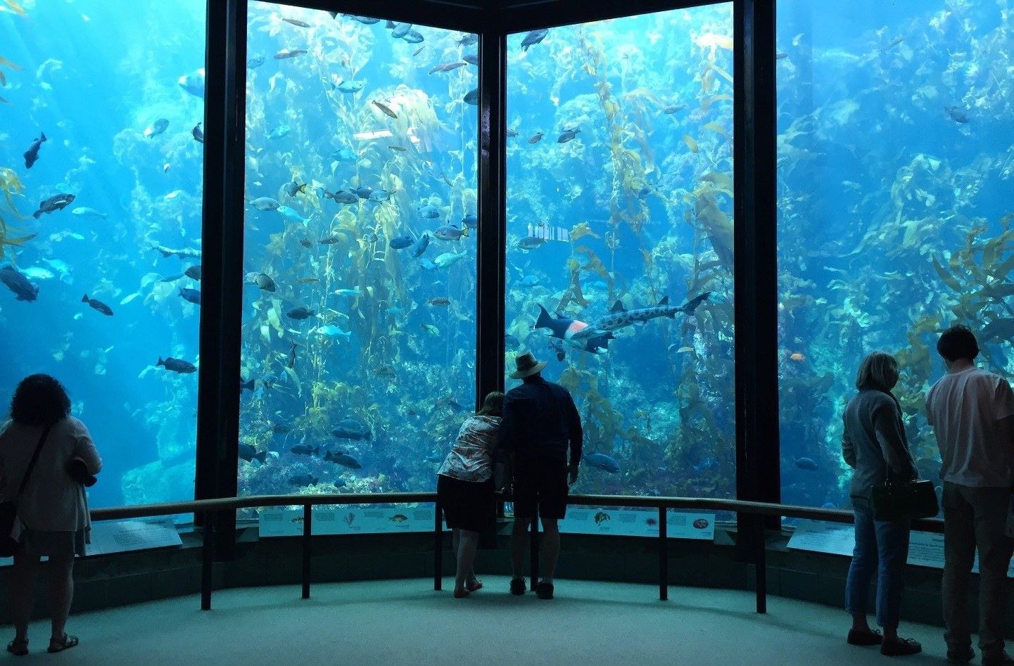 7-Must-Visit-Aquariums-In-California-You-Didn8217t-Know-About 7-must-visit-aquariums-in-california-you-didnt-know-about
