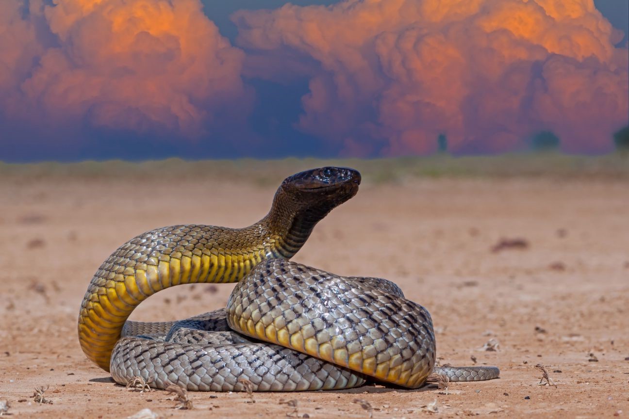 Australia8217s-Most-Lethal-Creatures-Revealed australias-most-lethal-creatures-revealed