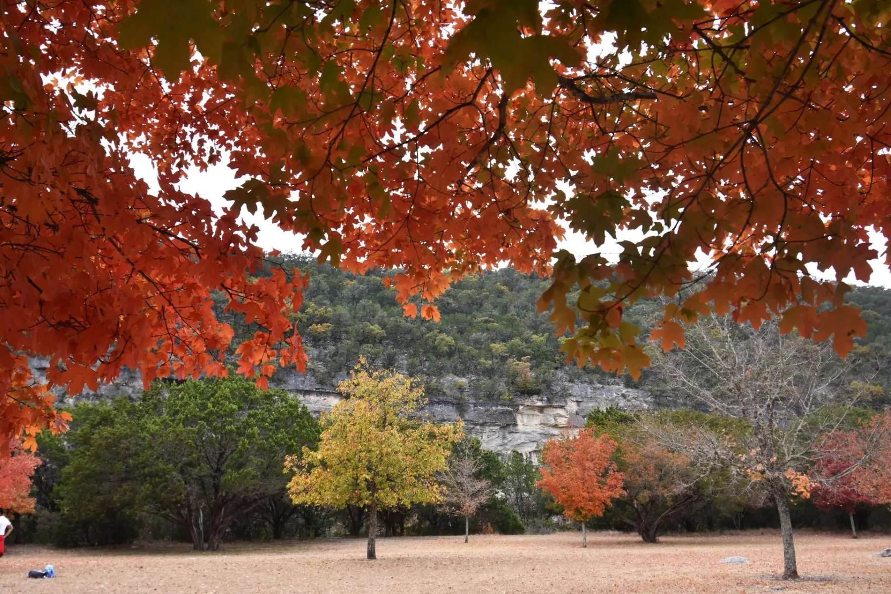 autumn-magic-at-lost-maples-state-park