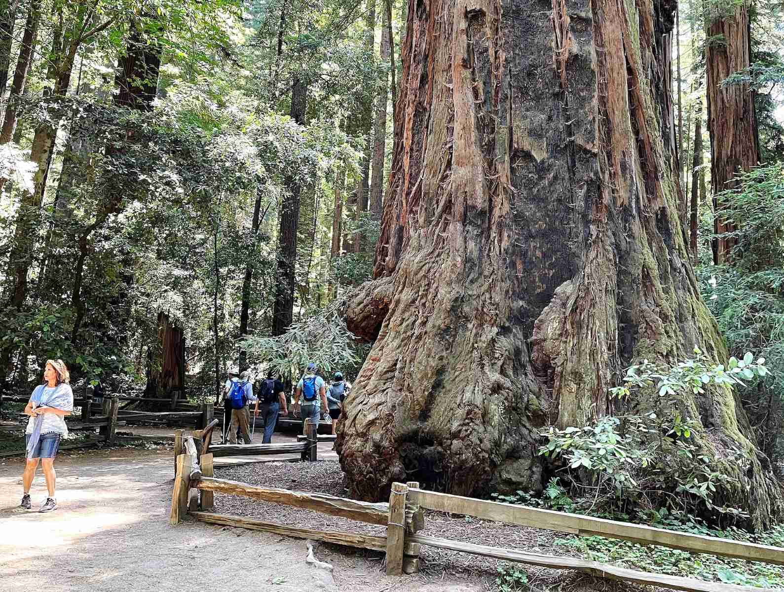 banana-slug-wonderland-at-henry-cowell-redwoods