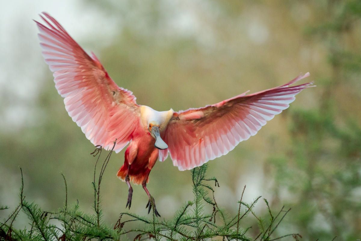 Birding-Paradise-Awaits-At-Thousand-Acre-Marsh birding-paradise-awaits-at-thousand-acre-marsh