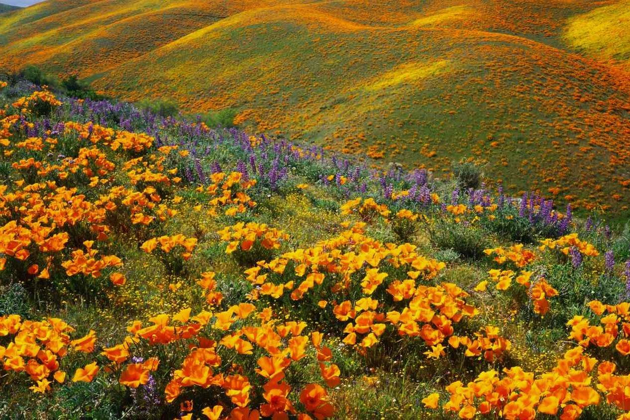 Breathtaking-Flower-Fields-That-Carpet-Rolling-Hills breathtaking-flower-fields-that-carpet-rolling-hills