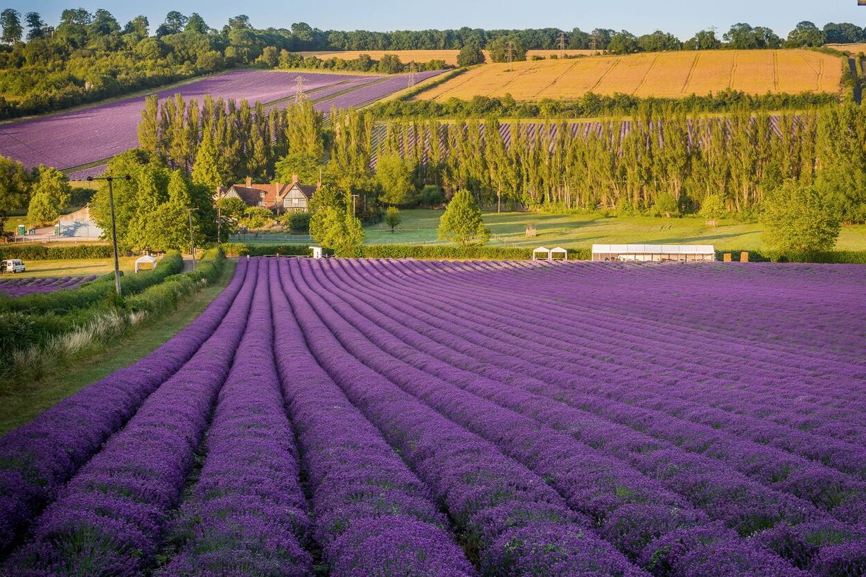 Breathtaking-Lavender-Mazes-For-Sensory-Exploration breathtaking-lavender-mazes-for-sensory-exploration