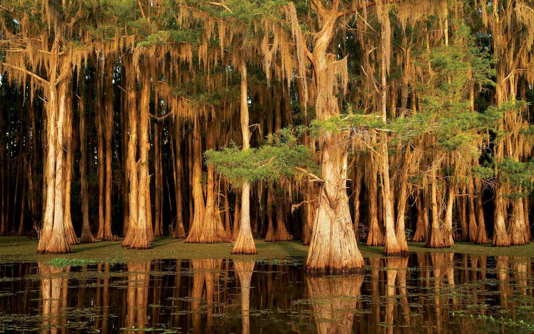 Caddo-Lake-Cypress-Forest-8211-Texas-Louisiana-Border8217s-Mystic-Swamp caddo-lake-cypress-forest-texas-louisiana-borders-mystic-swamp