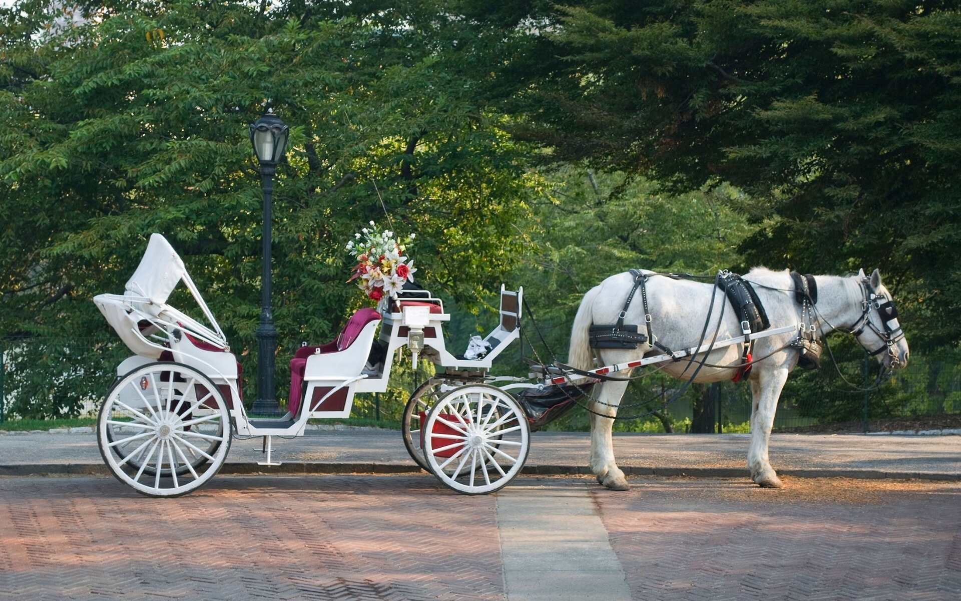 charlestons-enchanting-carriage-adventures