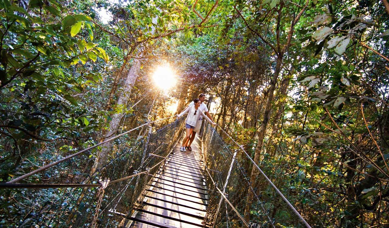 Charming-Treetop-Walkways-Through-Lush-Canopies charming-treetop-walkways-through-lush-canopies