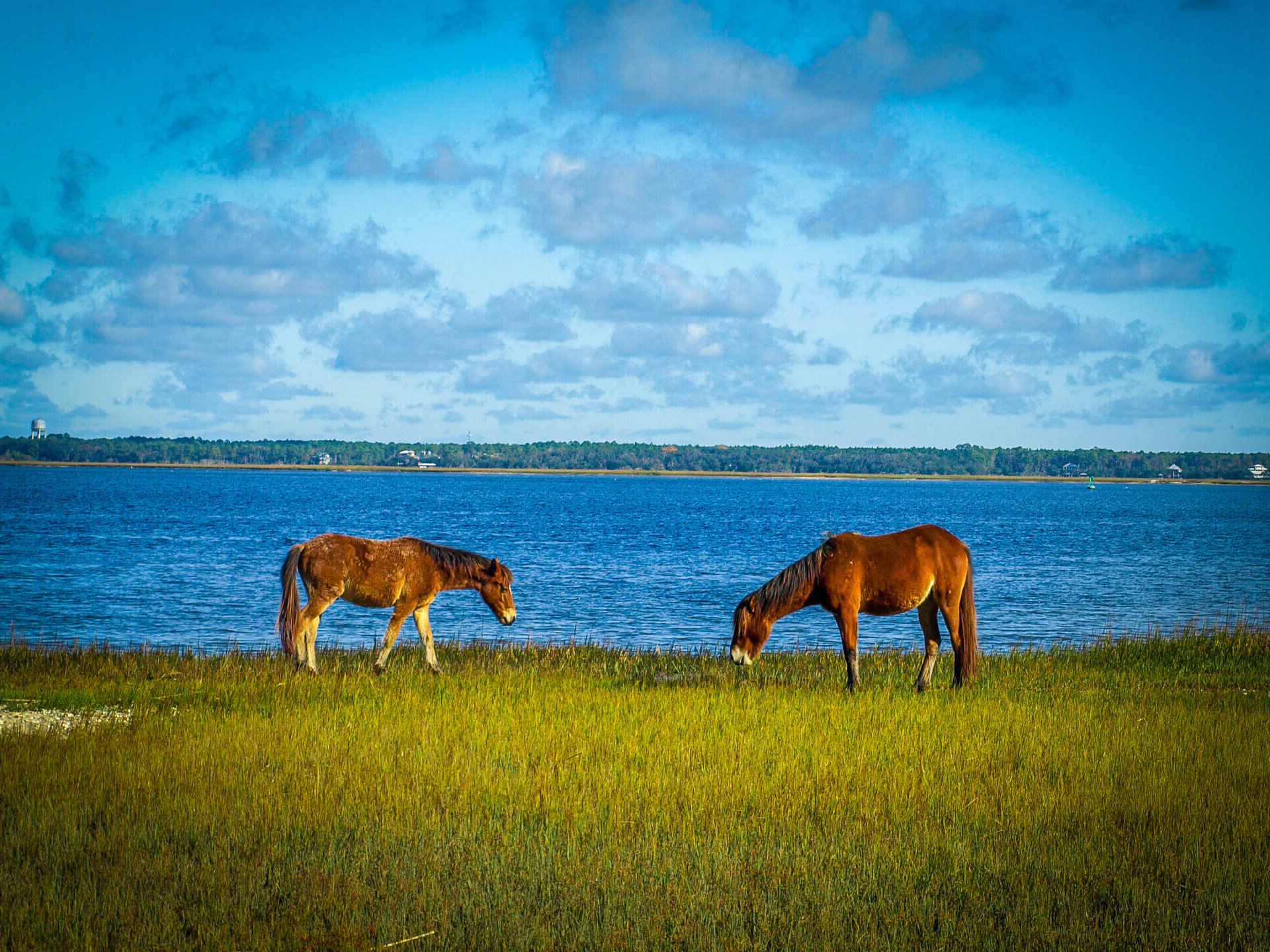 cumberland-island-wild-horses-georgias-coastal-equine-encounter