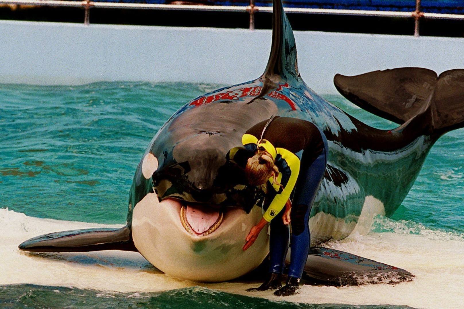 dazzling-marine-life-shows-at-miami-seaquarium