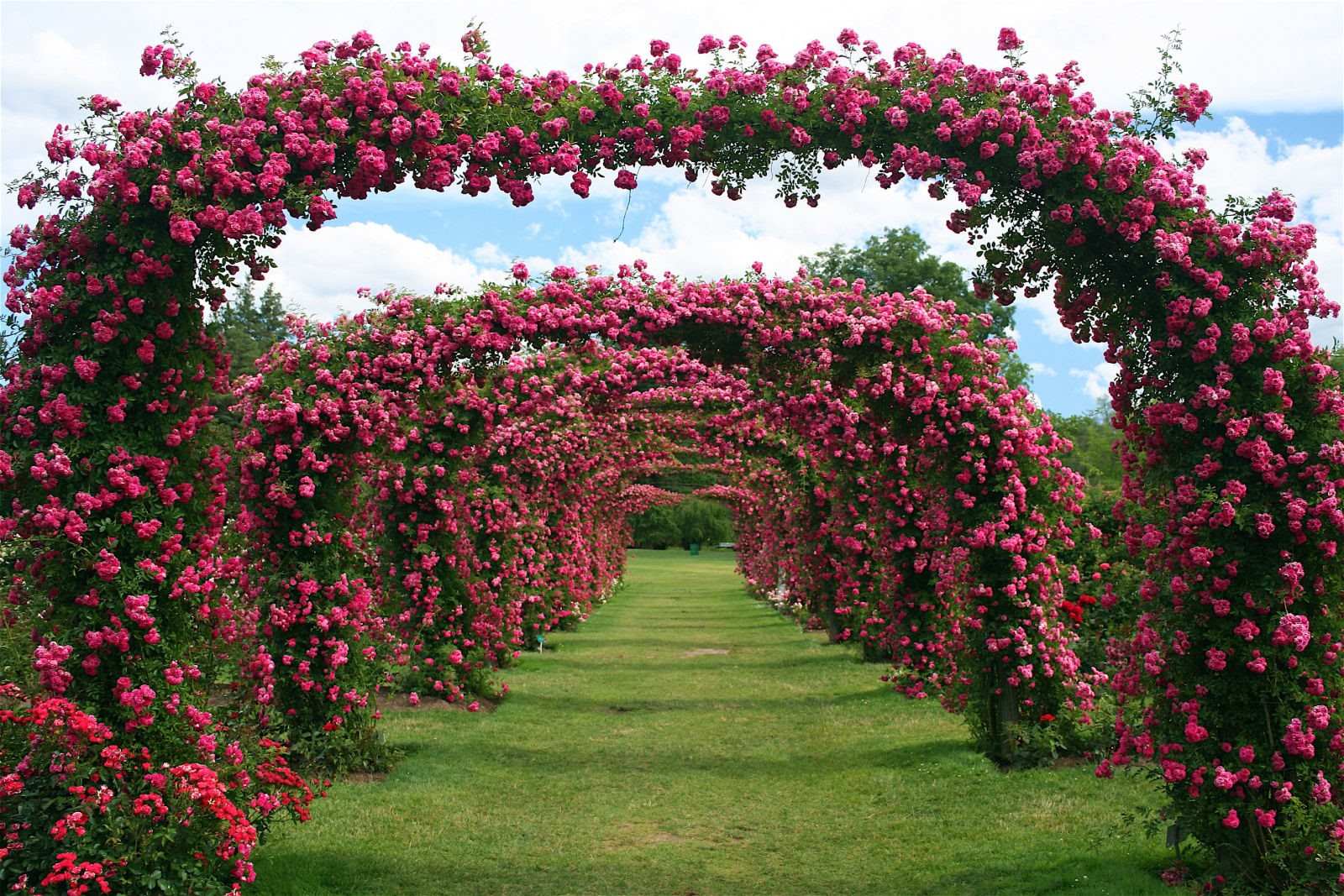 elizabeth-park-rose-gardens-stunning-blossoms