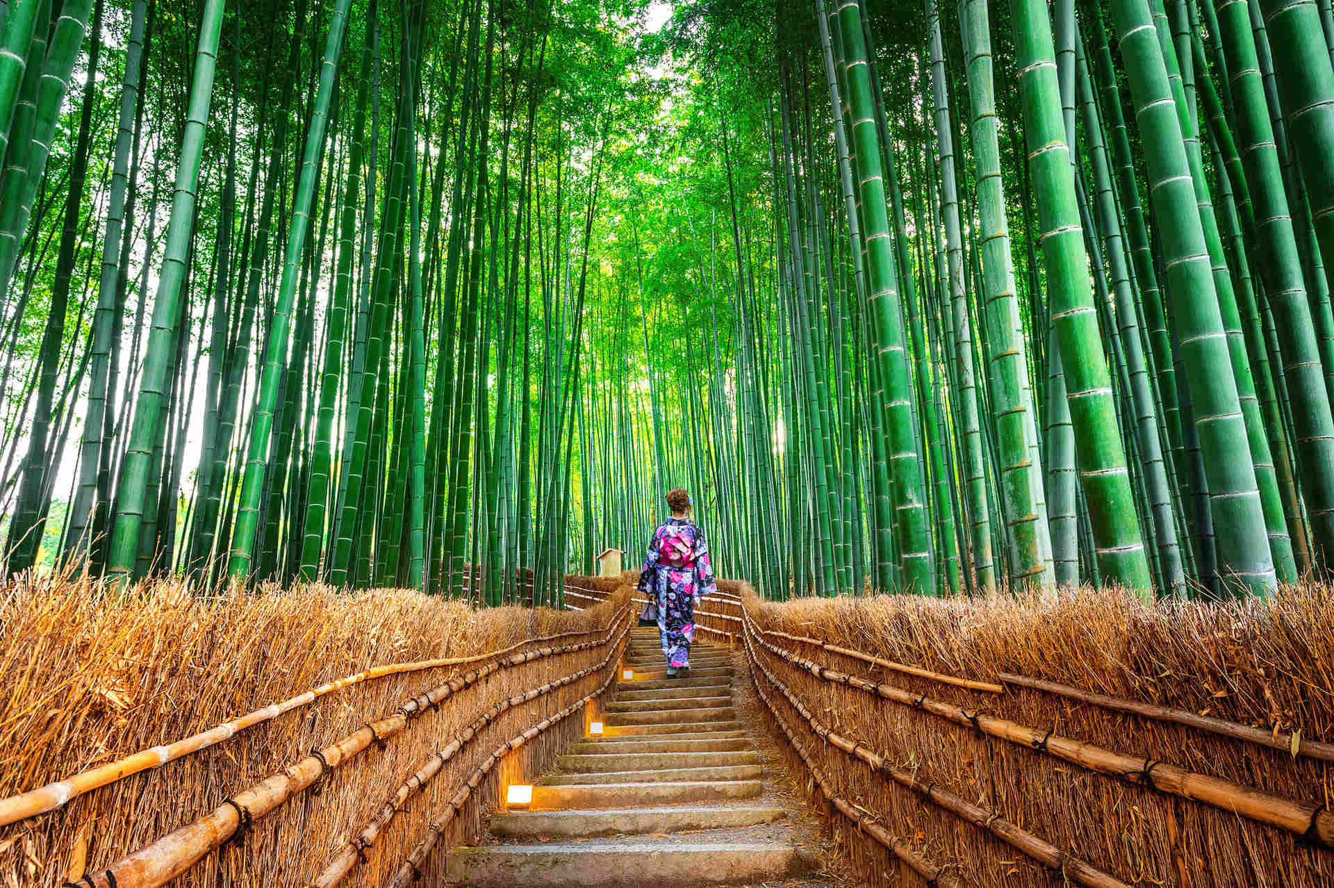 Enchanting-Bamboo-Forests-That-Whisper-In-The-Wind enchanting-bamboo-forests-that-whisper-in-the-wind