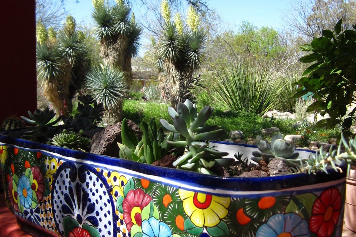 enchanting-butterfly-magic-at-tucson-botanical-gardens