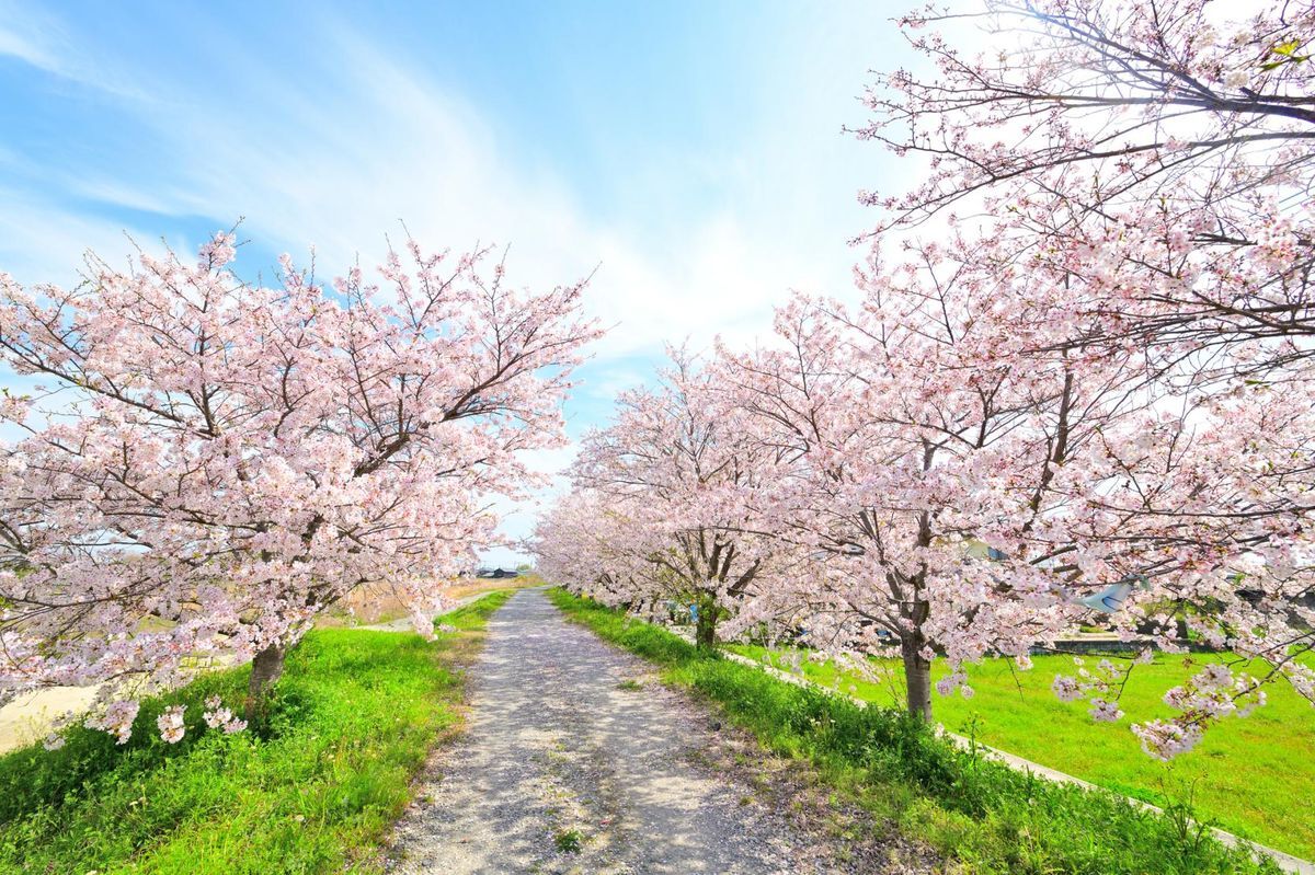 Enchanting-Cherry-Blossom-Tunnels-In-Full-Spring-Bloom enchanting-cherry-blossom-tunnels-in-full-spring-bloom