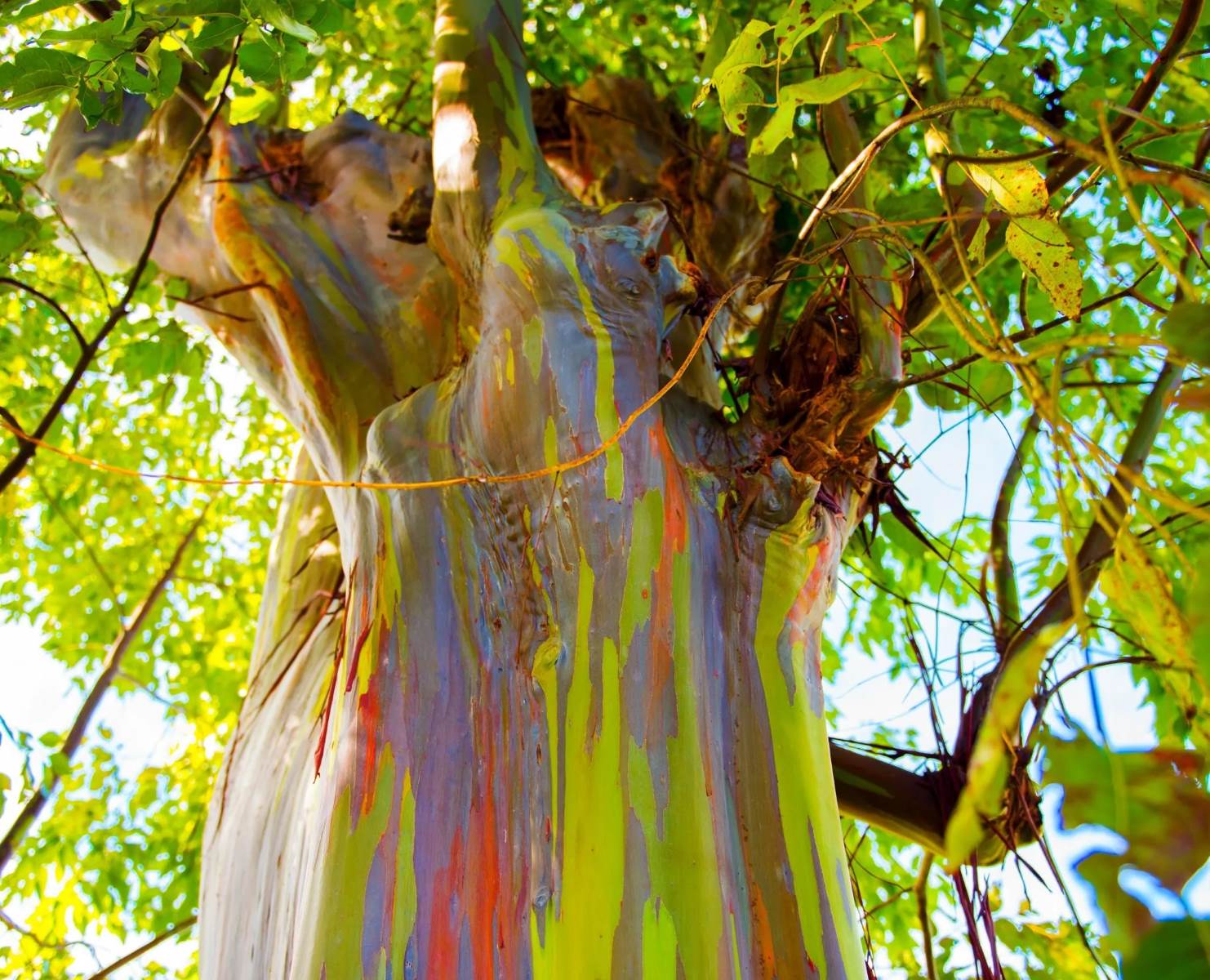 Enchanting-Rainbow-Eucalyptus-Forests-With-Colorful-Bark enchanting-rainbow-eucalyptus-forests-with-colorful-bark