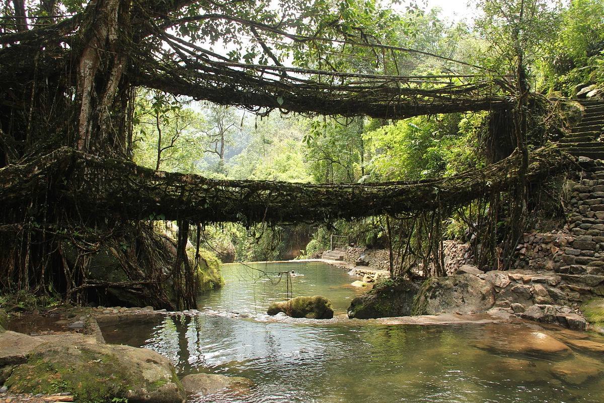Fascinating-Living-Bridges-Hidden-In-Dense-Forests fascinating-living-bridges-hidden-in-dense-forests