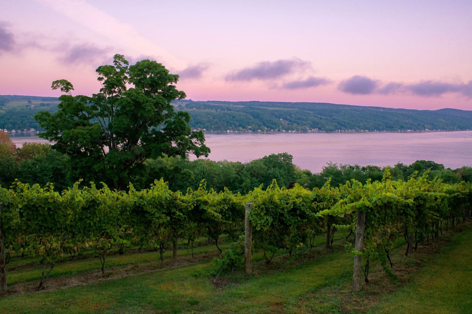 finger-lakes-wine-trail-new-yorks-scenic-vineyards