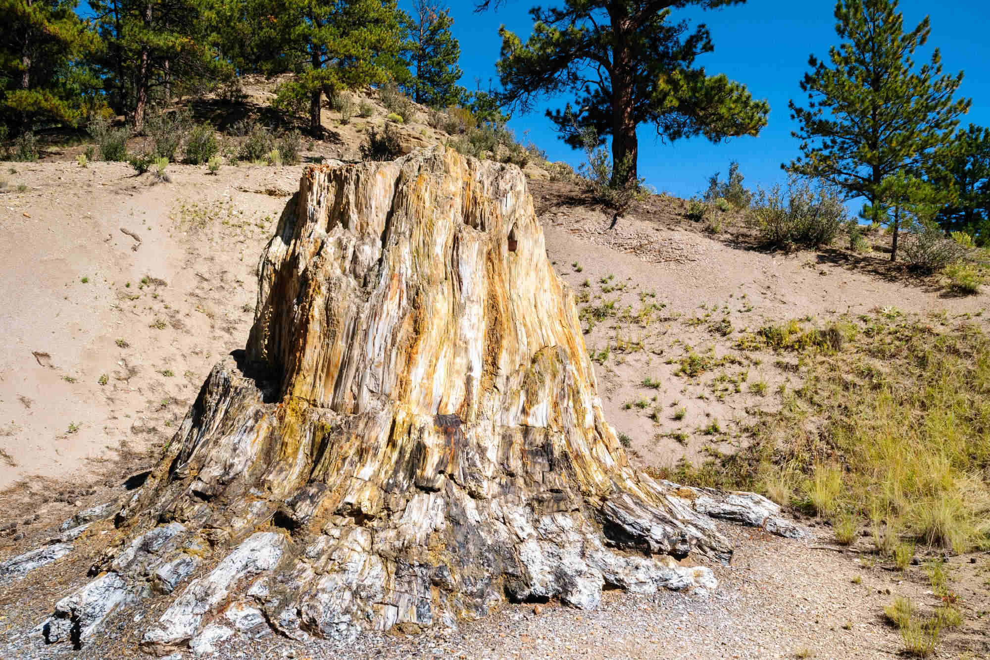 Florissant-Fossil-Beds-National-Monument-8211-Colorado8217s-Petrified-Redwood-Forest florissant-fossil-beds-national-monument-colorados-petrified-redwood-forest