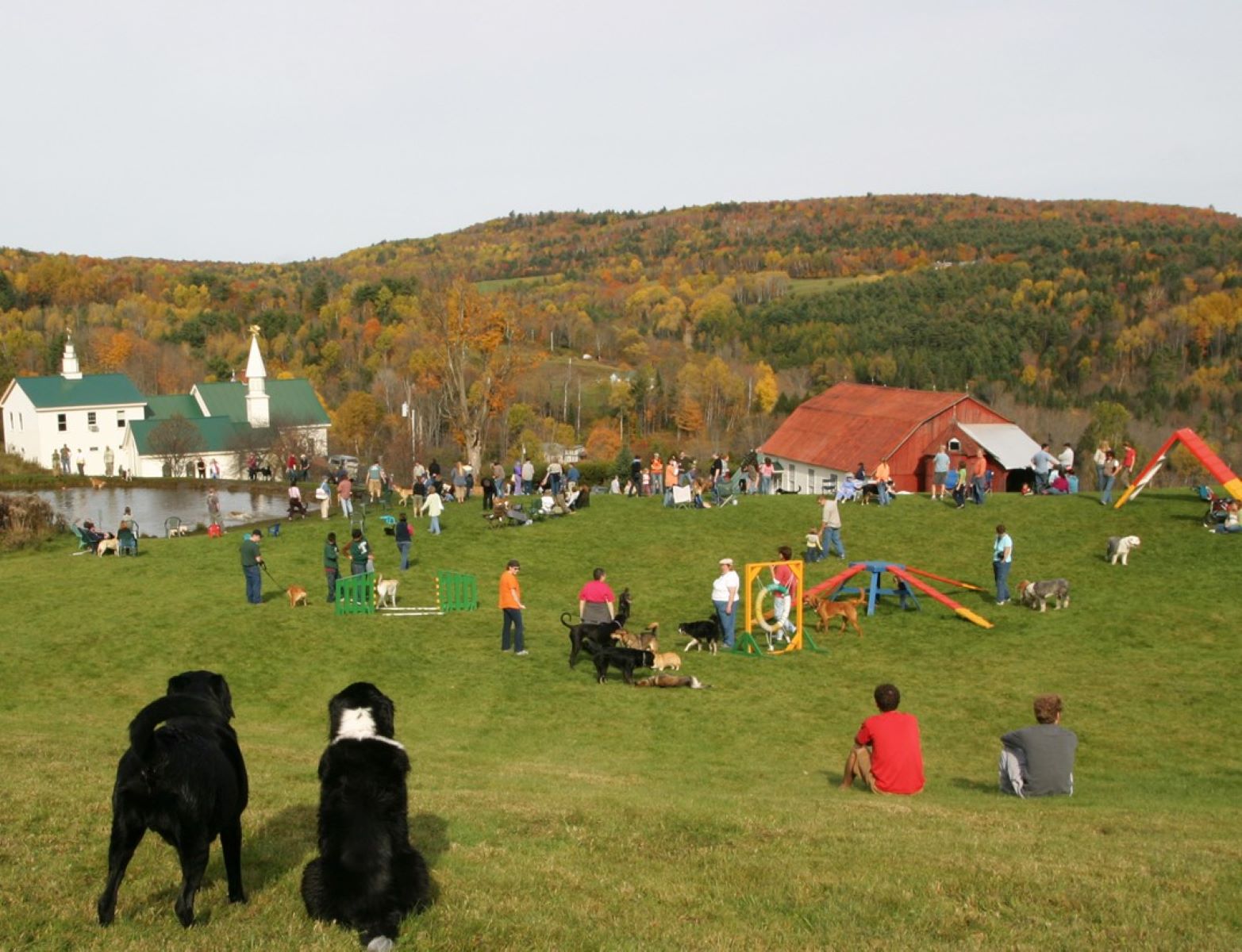 heaven-on-earth-for-dog-lovers-at-dog-mountain