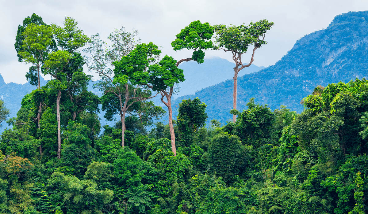 Hidden-Gems-America8217s-Most-Stunning-Rainforests hidden-gems-americas-most-stunning-rainforests