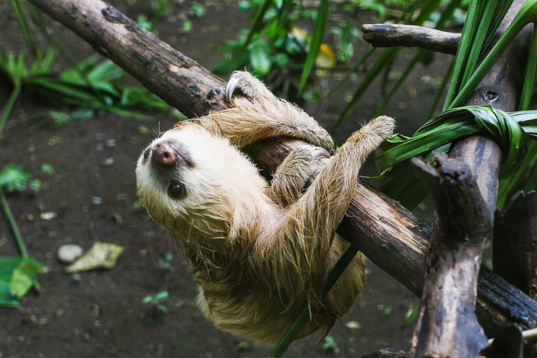 Hidden-Gems-Native-Animals-You-Won8217t-Believe-Exist-In-Costa-Rica hidden-gems-native-animals-you-wont-believe-exist-in-costa-rica