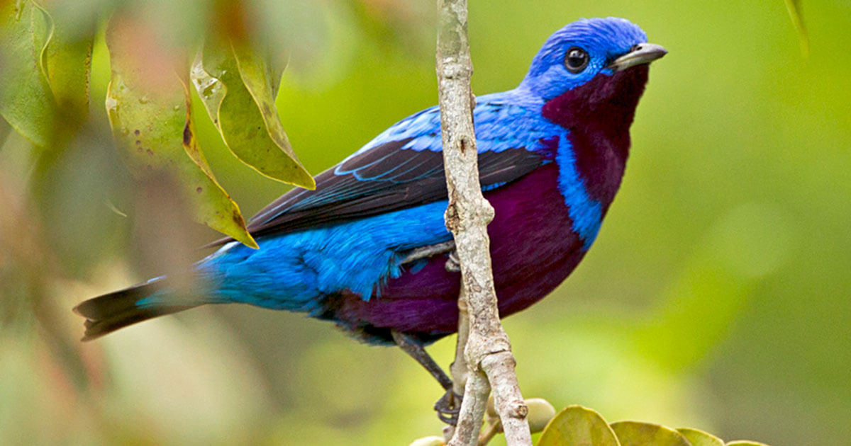 Hidden-Gems-Of-Brazilian-Birds-And-Their-Secret-Habitats hidden-gems-of-brazilian-birds-and-their-secret-habitats
